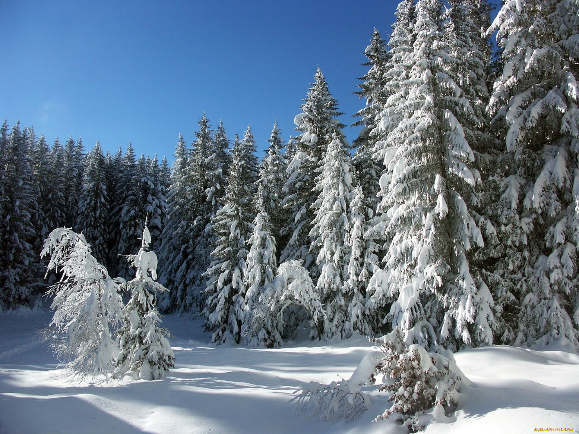 Еловый лес зима